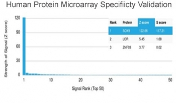 SOX9 Antibody