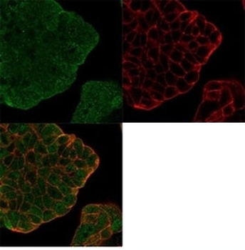 Bcl2L2 Antibody / Bcl-W