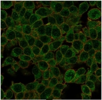 ID1 Antibody / DNA binding protein inhibitor ID-1