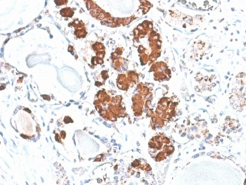 ACTH Antibody / CLIP