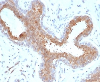 BAP1 Antibody / BRCA1-Associated Protein 1
