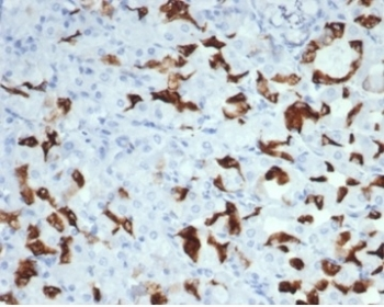 MUC6 Antibody / Gastric Mucin