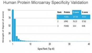 FOXB1 Antibody
