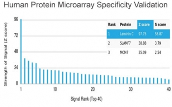Laminin gamma 1 Antibody / LAMC1