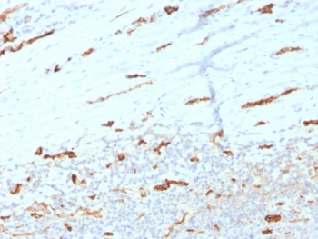 CD31 Antibody / PECAM-1