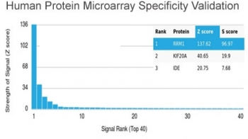 Ribonucleotide Reductase M1 Antibody / RRM1