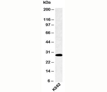 SPIB Antibody
