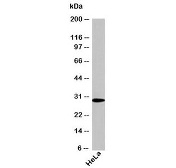 NQO1 Antibody