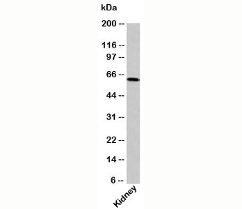 OTUD5 Antibody / DUBA