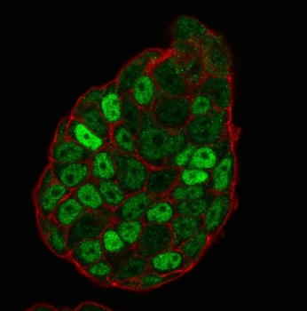 p27 Antibody / p27Kip1