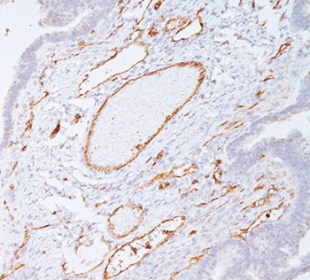 CD31 Antibody / PECAM-1