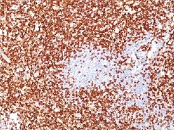 CD45RO Antibody Cocktail (T-cell marker)