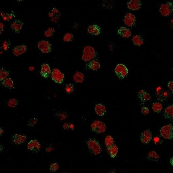 CD15 Antibody / SSEA-1