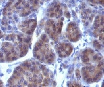Golgi Antibody