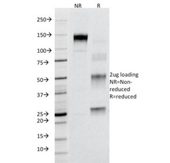 Fas Antibody / CD95