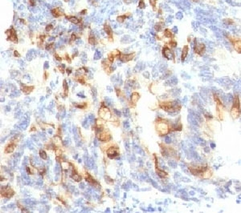 MUC2 Antibody / Mucin 2