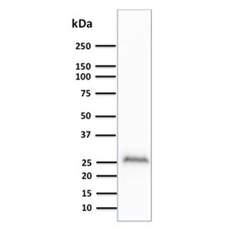 PGP9.5 / UchL1 Antibody