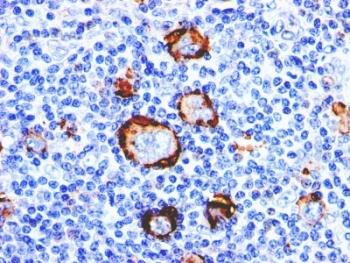 CD15 Antibody / SSEA-1