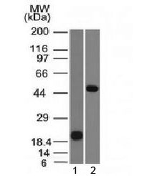 PAX8 Antibody