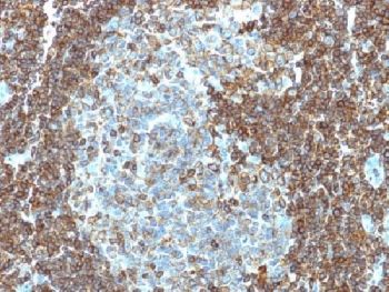 CD3 epsilon Antibody