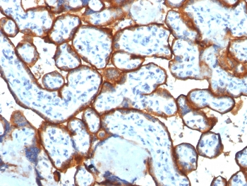Transferrin Receptor Antibody / TFRC / CD71