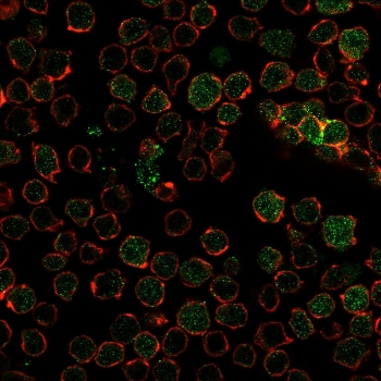 Thymidylate Synthase Antibody