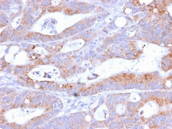CD86 Antibody