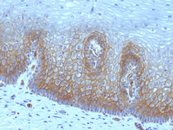 Thrombomodulin Antibody / CD141