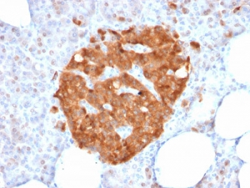XAB1 Antibody
