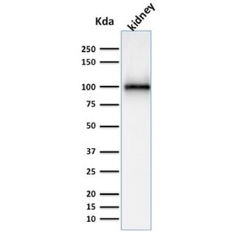 CD10 Antibody / Neprilysin