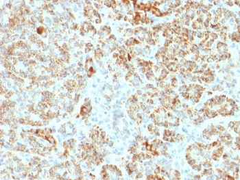 Frataxin Antibody / FXN