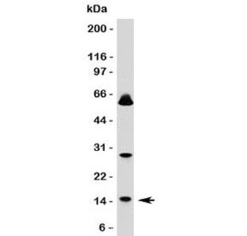 SUMO1 Antibody