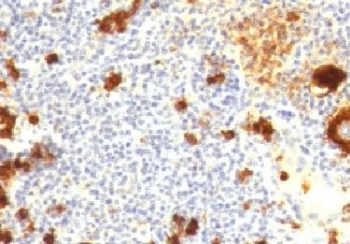 CD15 Antibody / SSEA-1