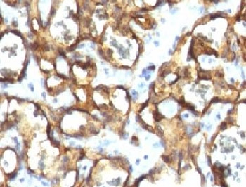 CD34 Antibody