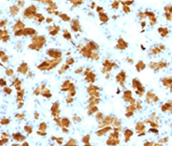 CELA3B Antibody / Elastase 3B