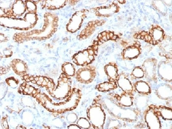 Cadherin 16 Antibody