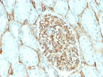 CD34 Antibody