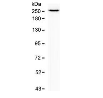 SPTBN2 Antibody / Spectrin beta III
