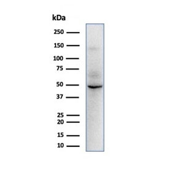 SOX9 Antibody