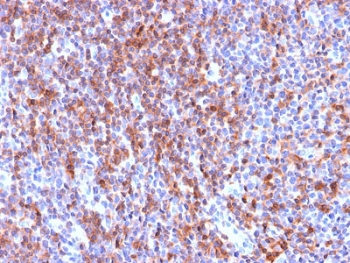 ICAM-3 Antibody / CD50