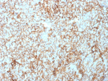 CD73 Antibody