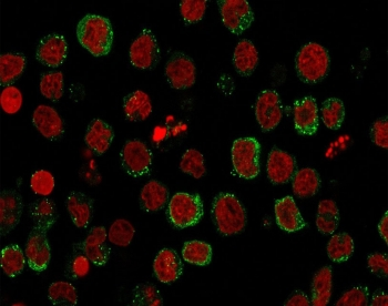 ICOSLG Antibody / ICOS Ligand / B7RP-1