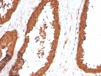 TIGIT Antibody / VSTM3 / VSIG9