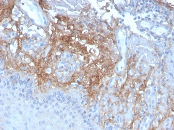 Decorin Antibody