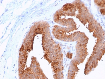 ERBB4 Antibody / HER4