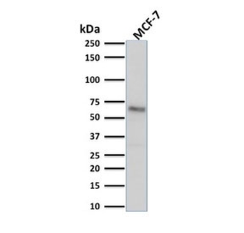 Estrogen Receptor alpha Antibody