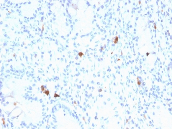 Gastrin Antibody