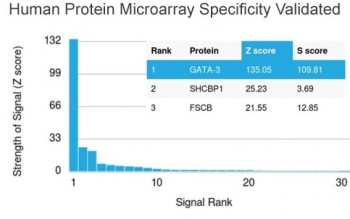 GATA3 Antibody