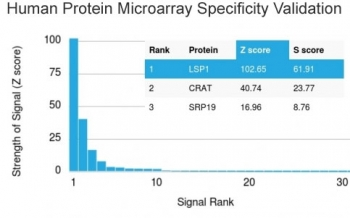 LSP1 Antibody / Lymphocyte Specific Protein 1