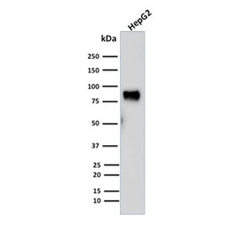 MDM2 Antibody
